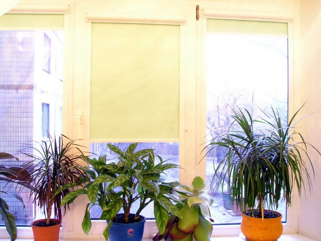 Plantes d'intérieur sur un rebord de fenêtre en plastique